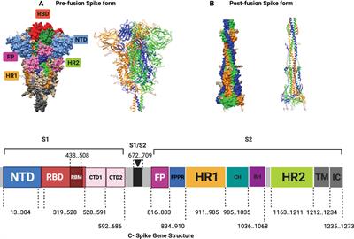 Mutations of the SARS-CoV-2 Spike Glycoprotein Detected in Cats and Their Effect on Its Structure and Function